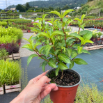 Hortenzia popínavá (Hydrangea scandens) 'First Love'® - výška 10-20 cm, kont. C1L